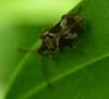 Ptinomorphus imperialis